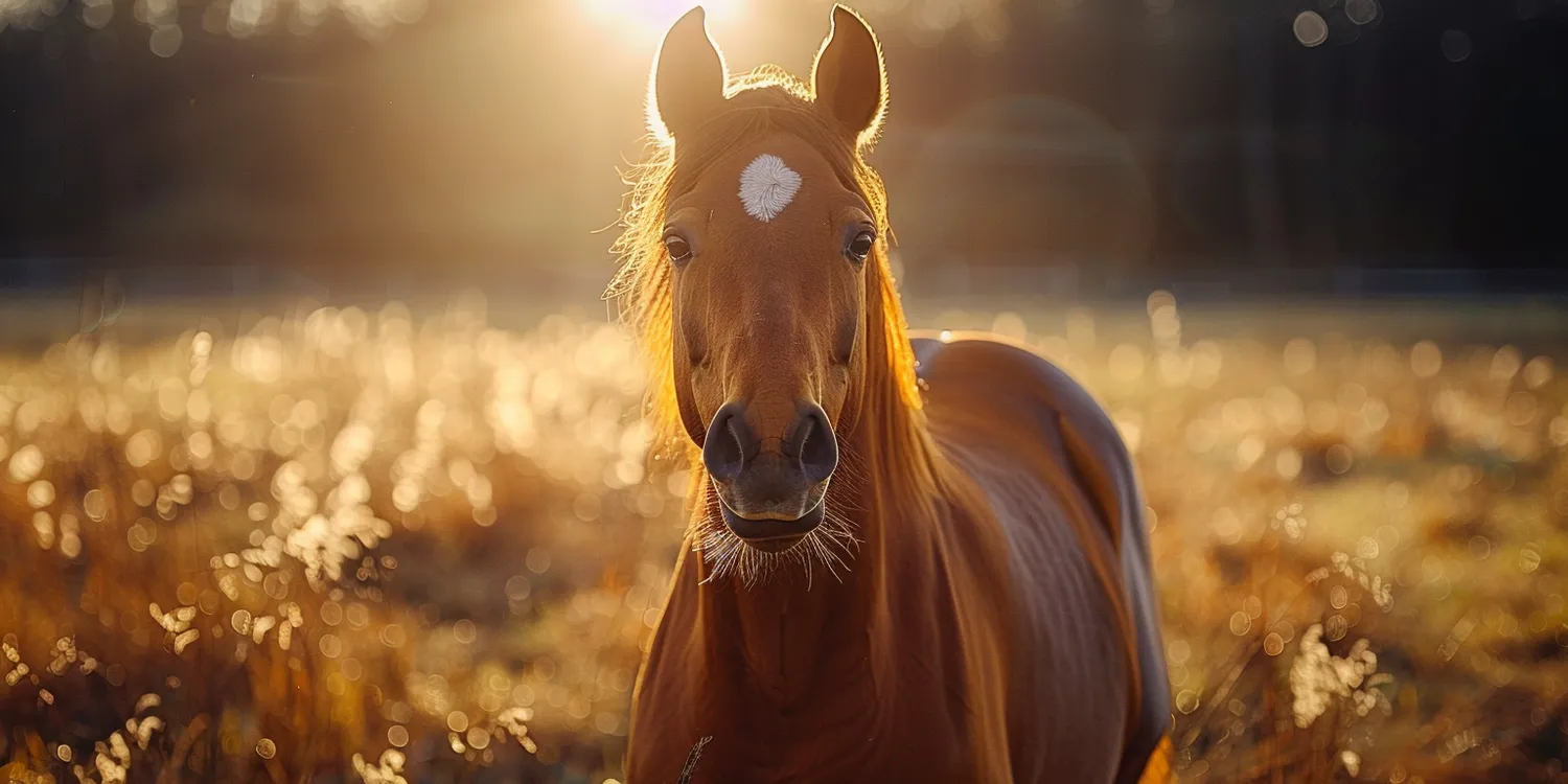 Indywidualna kremacja zwierzaka